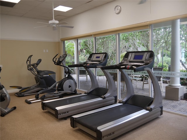 exercise room with a drop ceiling, carpet flooring, and ceiling fan