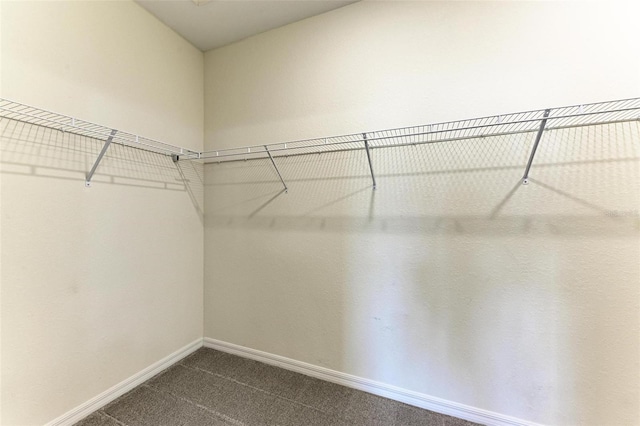 spacious closet featuring carpet flooring