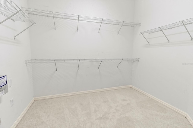 walk in closet featuring carpet floors