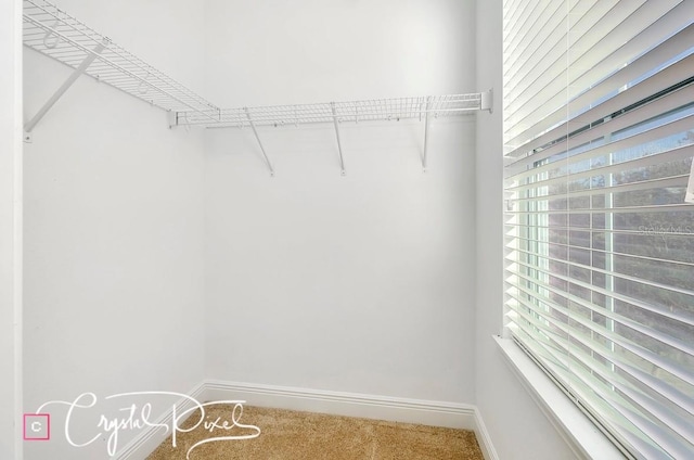 spacious closet with carpet