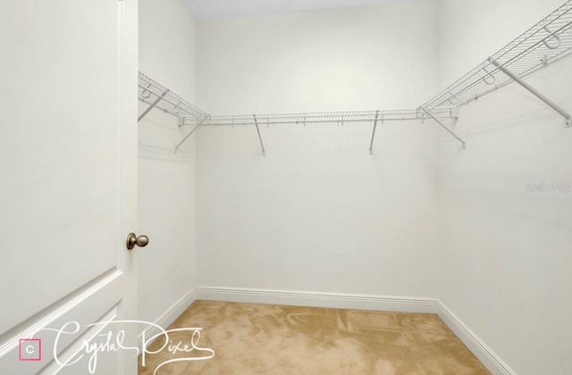 spacious closet featuring carpet flooring