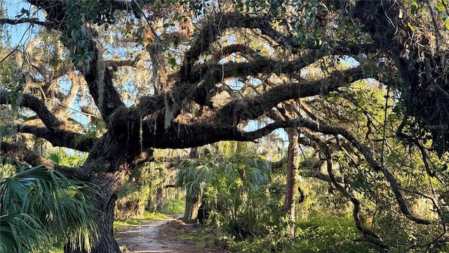 view of local wilderness