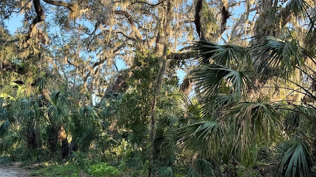 view of local wilderness