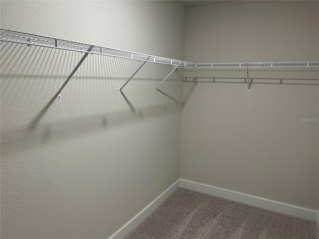 spacious closet featuring carpet