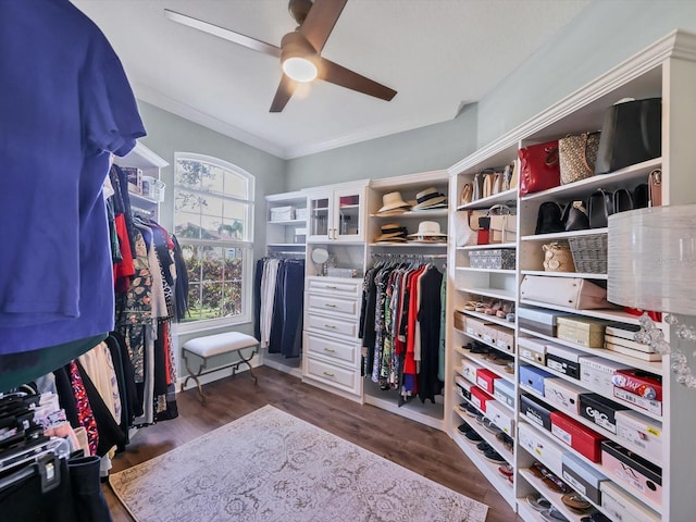 spacious closet featuring dark hardwood / wood-style floors and ceiling fan