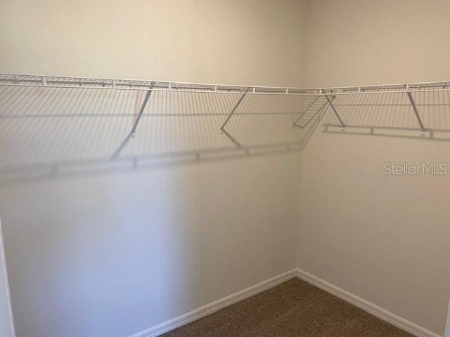 walk in closet featuring carpet flooring