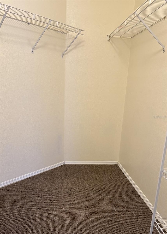 walk in closet with carpet floors