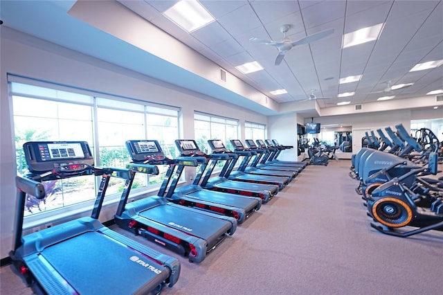 exercise room with a drop ceiling, ceiling fan, and carpet floors