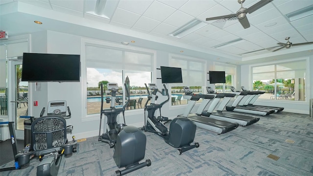 gym with carpet, a paneled ceiling, ceiling fan, and a healthy amount of sunlight