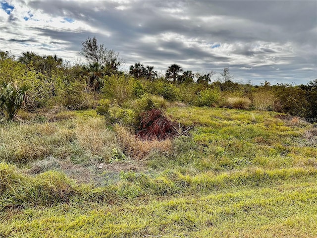 view of local wilderness