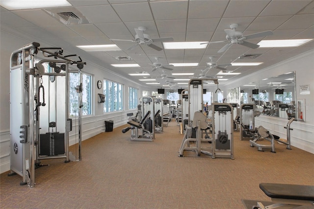 exercise room featuring ceiling fan, a drop ceiling, carpet floors, and crown molding