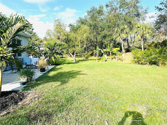 view of yard featuring a patio area