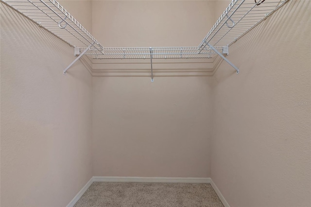 spacious closet featuring carpet floors