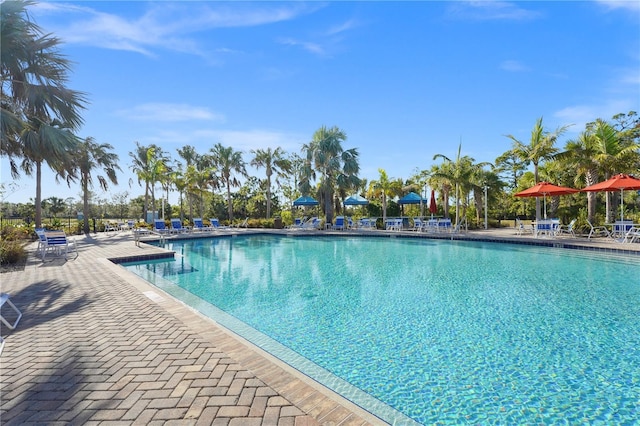 view of swimming pool with a patio