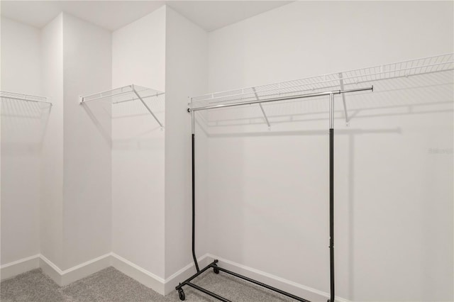 spacious closet featuring carpet flooring