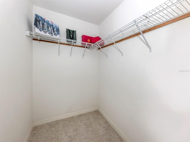 walk in closet featuring carpet flooring