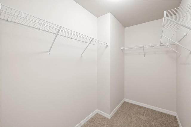 walk in closet with carpet floors