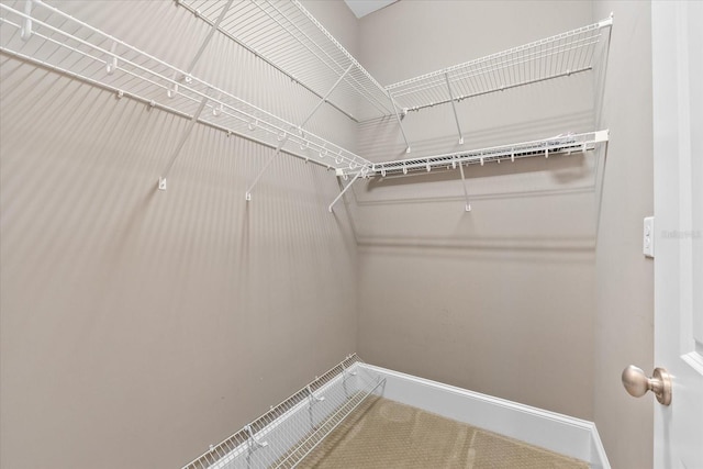 walk in closet featuring carpet flooring