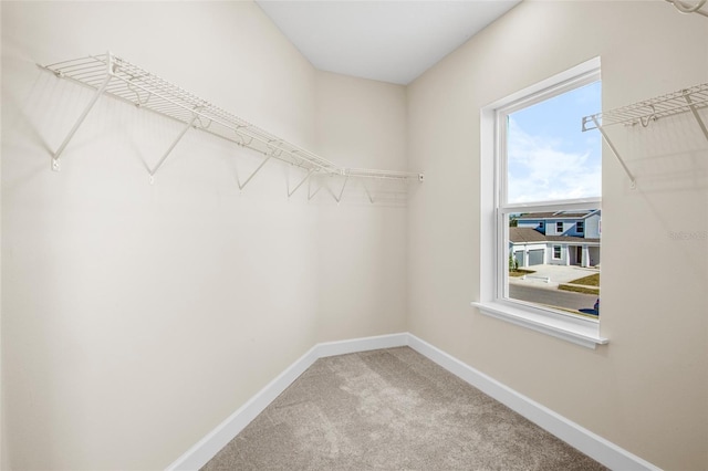 walk in closet featuring carpet floors