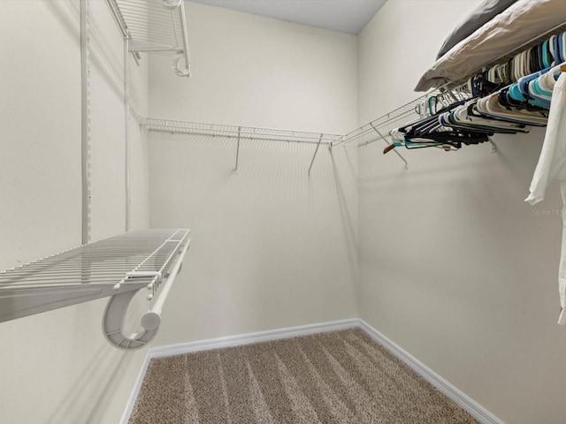 walk in closet with carpet flooring