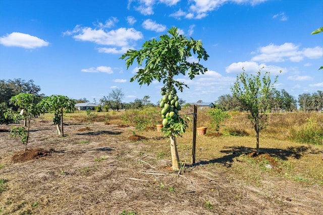 view of nature with a rural view