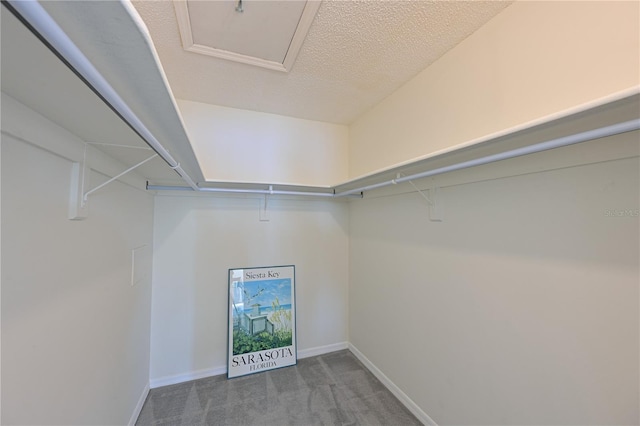 spacious closet featuring carpet floors