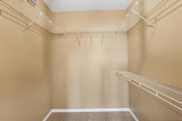 walk in closet featuring carpet floors