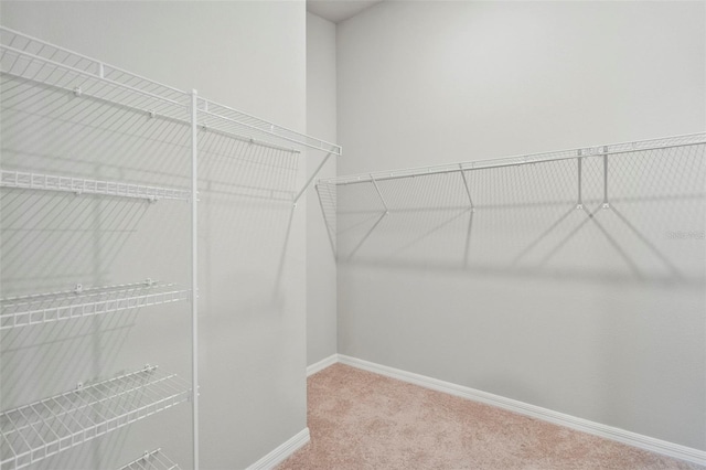 walk in closet featuring carpet flooring