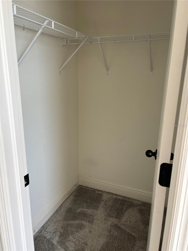 spacious closet featuring carpet flooring