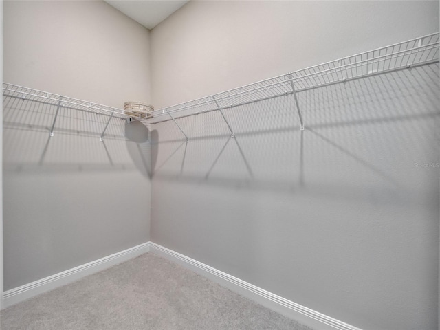 spacious closet featuring carpet floors