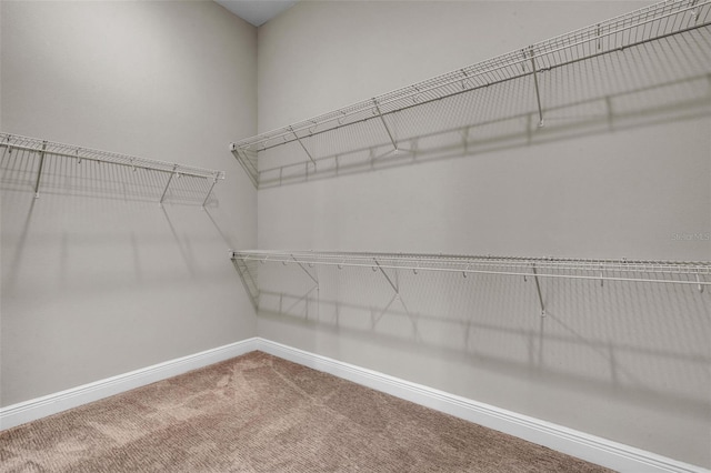 walk in closet with carpet flooring