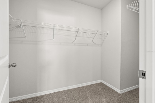 spacious closet featuring carpet