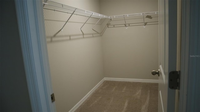 walk in closet featuring carpet flooring