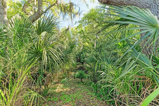 view of nature