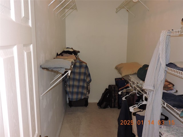 spacious closet featuring carpet floors