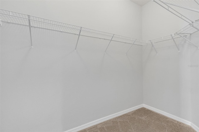 walk in closet featuring carpet floors