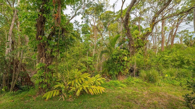 view of local wilderness