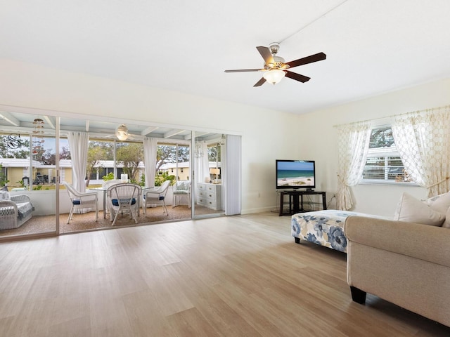 living room with ceiling fan and light hardwood / wood-style floors