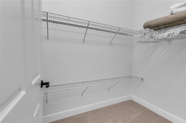 spacious closet featuring carpet