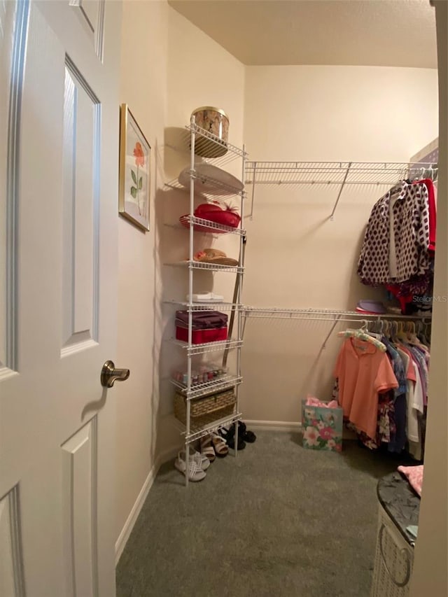 spacious closet featuring carpet