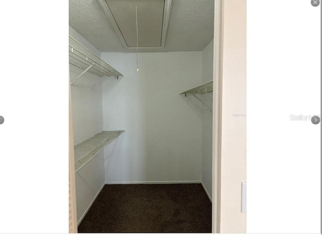 walk in closet with carpet floors