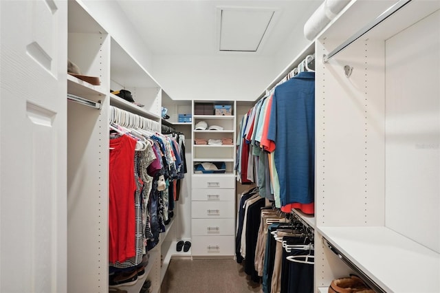 walk in closet with carpet floors