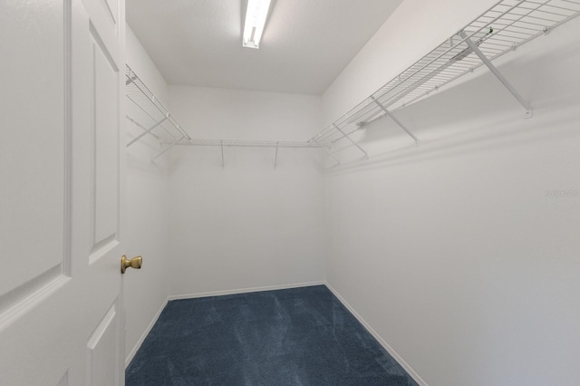 spacious closet featuring carpet