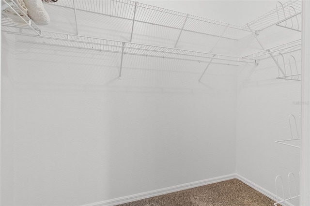 spacious closet featuring carpet