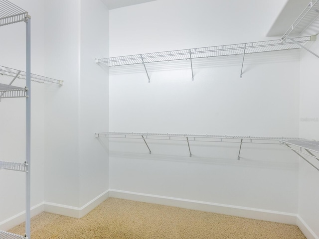 walk in closet with carpet floors