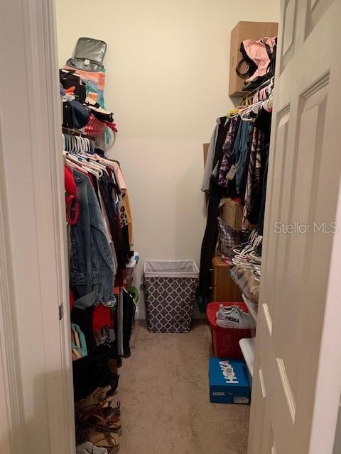 spacious closet featuring carpet floors