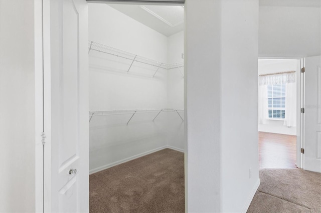 spacious closet with carpet floors