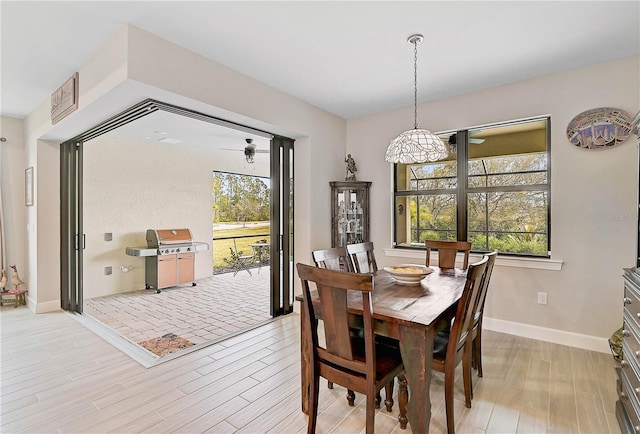 dining area with ceiling fan and light hardwood / wood-style floors