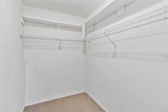 spacious closet featuring carpet flooring