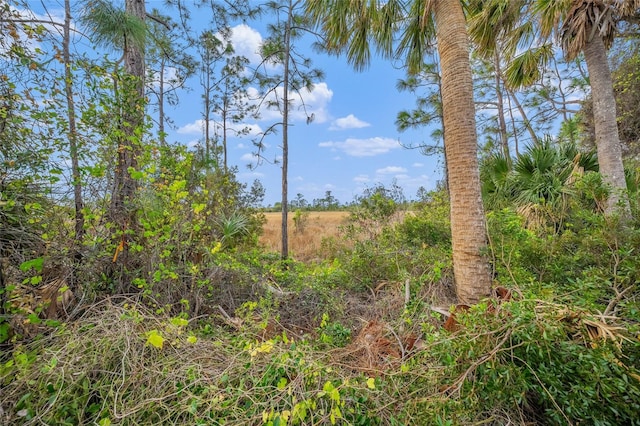 view of local wilderness